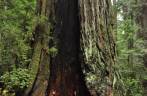 Uma pequena caverna dentro de uma redwood que sobreviveu a um incêndio, no Redwood National Park, no norte da Califórnia, nos Estados Unidos